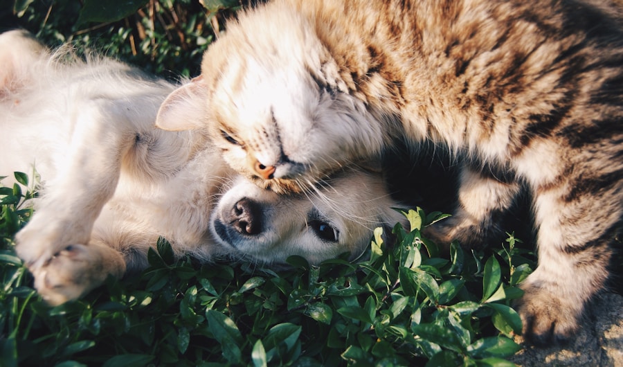 Chien et chat blottis dans une ambiance cosy